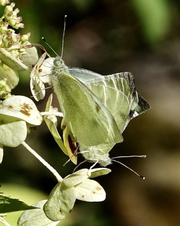 small white